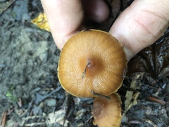 Cortinarius distans