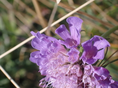 Scabiosa