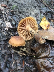 Cortinarius distans
