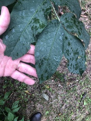 Sambucus racemosa