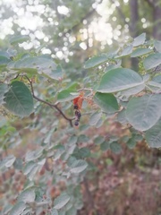 Amelanchier spicata