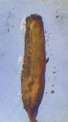 Dialytrichia mucronata