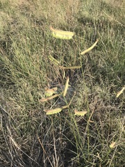 Bouteloua gracilis