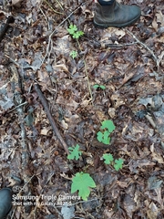 Vitis aestivalis