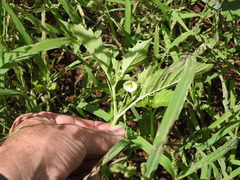 Physalis angulata