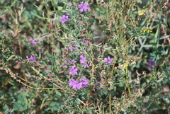 Lythrum californicum