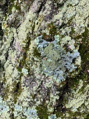 Punctelia caseana