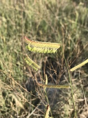Bouteloua gracilis