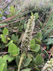 Platanthera elegans elegans