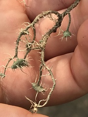Usnea intermedia