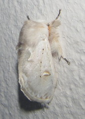 Naroma varipes