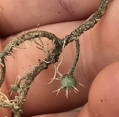 Usnea intermedia