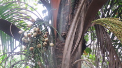 Syagrus picrophylla