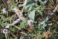 Phyla cuneifolia
