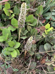Platanthera elegans elegans