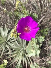 Cistanthe grandiflora