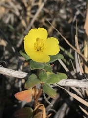 Camissoniopsis cheiranthifolia