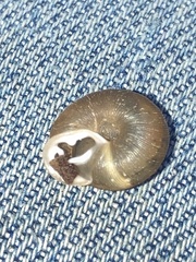 Triodopsis hopetonensis