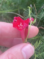 Ipomoea quamoclit