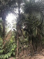 Syagrus picrophylla