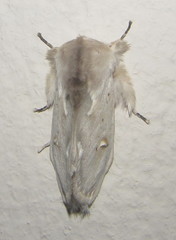 Naroma varipes
