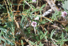 Phyla cuneifolia