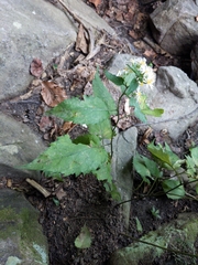 Eurybia