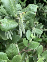 Garrya elliptica