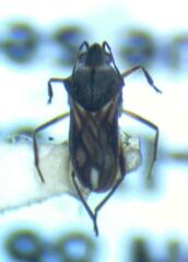 Microvelia