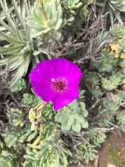 Cistanthe grandiflora