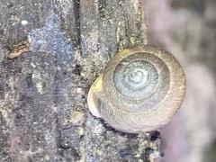 Triodopsis hopetonensis