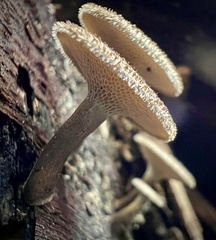 Lentinus