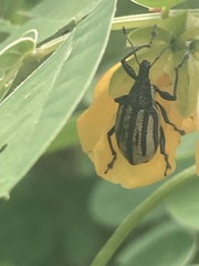 Diaprepes abbreviatus