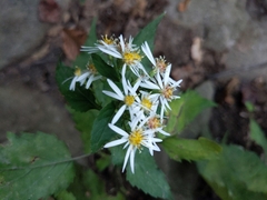 Eurybia