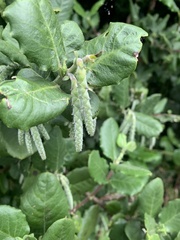 Garrya elliptica