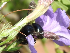 Xylocopa micans