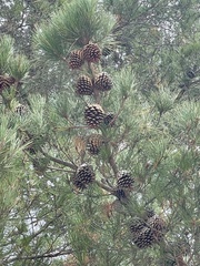Pinus radiata