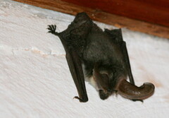 Plecotus macrobullaris