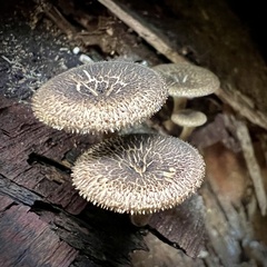 Lentinus