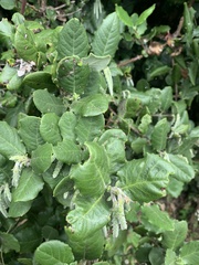 Garrya elliptica