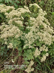 Eupatorium pubescens