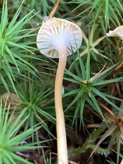 Gloioxanthomyces nitidus