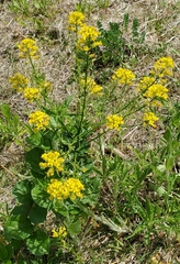 Barbarea vulgaris