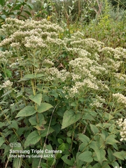 Eupatorium pubescens