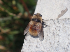 Cephenemyia stimulator