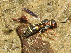 Euodynerus crypticus