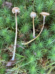 Gloioxanthomyces nitidus