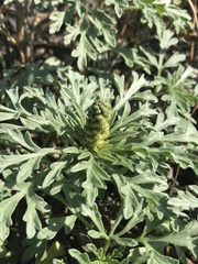 Ambrosia chamissonis