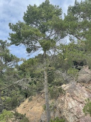 Pinus radiata