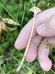 Gloioxanthomyces nitidus
